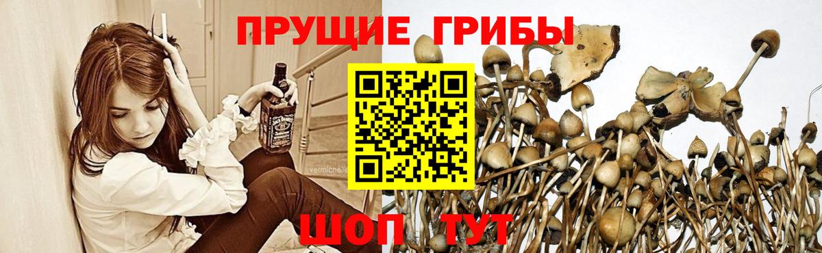 как найти   Псилоцибиновые грибы GOLDEN TEACHER  Вход с VPN  Уфа 
